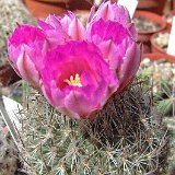 Rapicactus booleanus JM   ÉPUISÉ - OUT of STOCK - AGOTADO